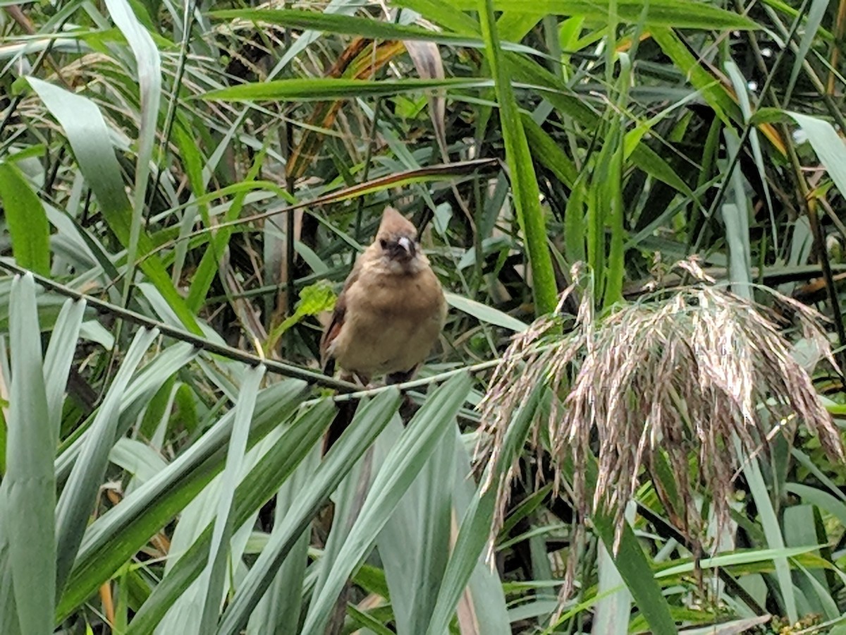 Northern Cardinal - ML115618451