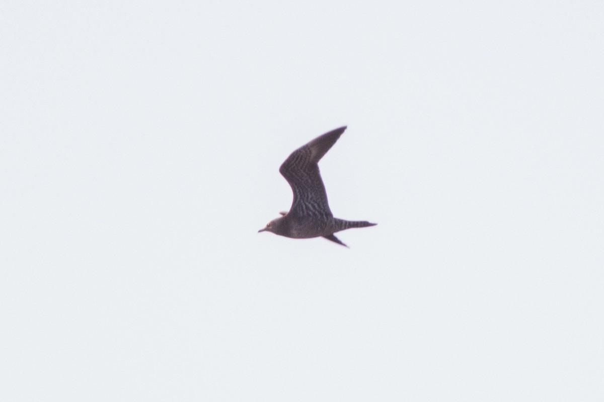 Long-tailed Jaeger - ML115619971