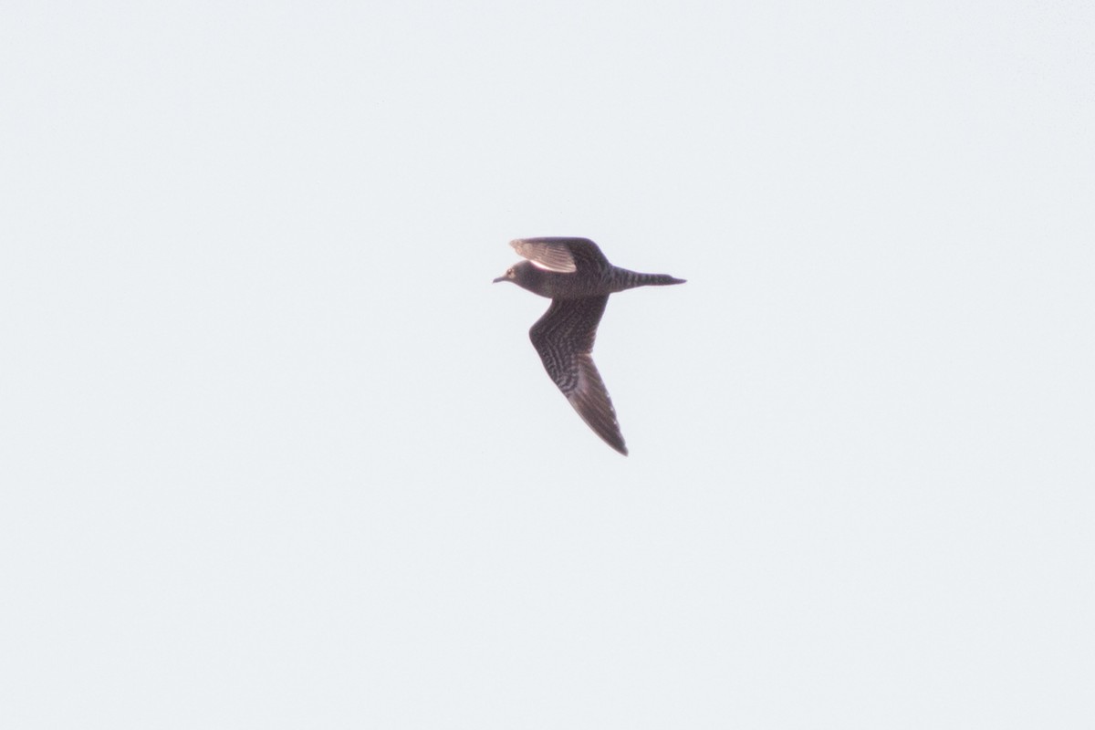 Long-tailed Jaeger - ML115620001