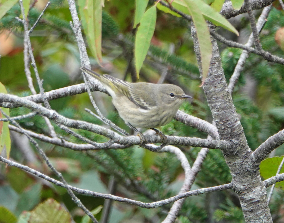 Cape May Warbler - Diane LeBlanc