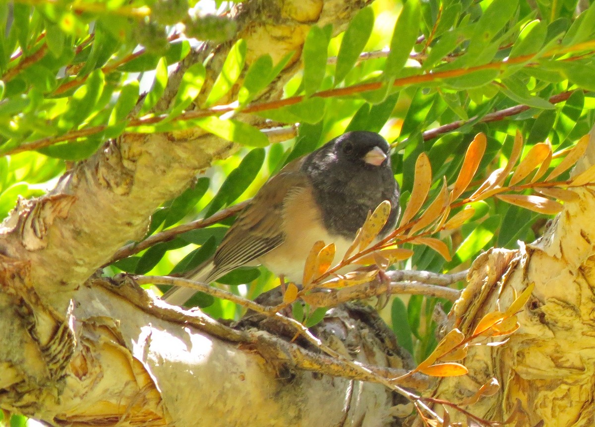 Junco Ojioscuro - ML115622811