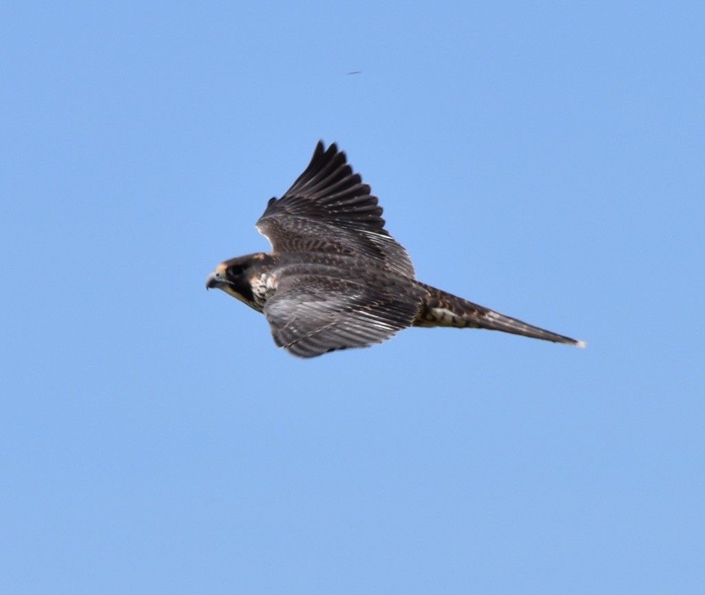 Peregrine Falcon - ML115623061