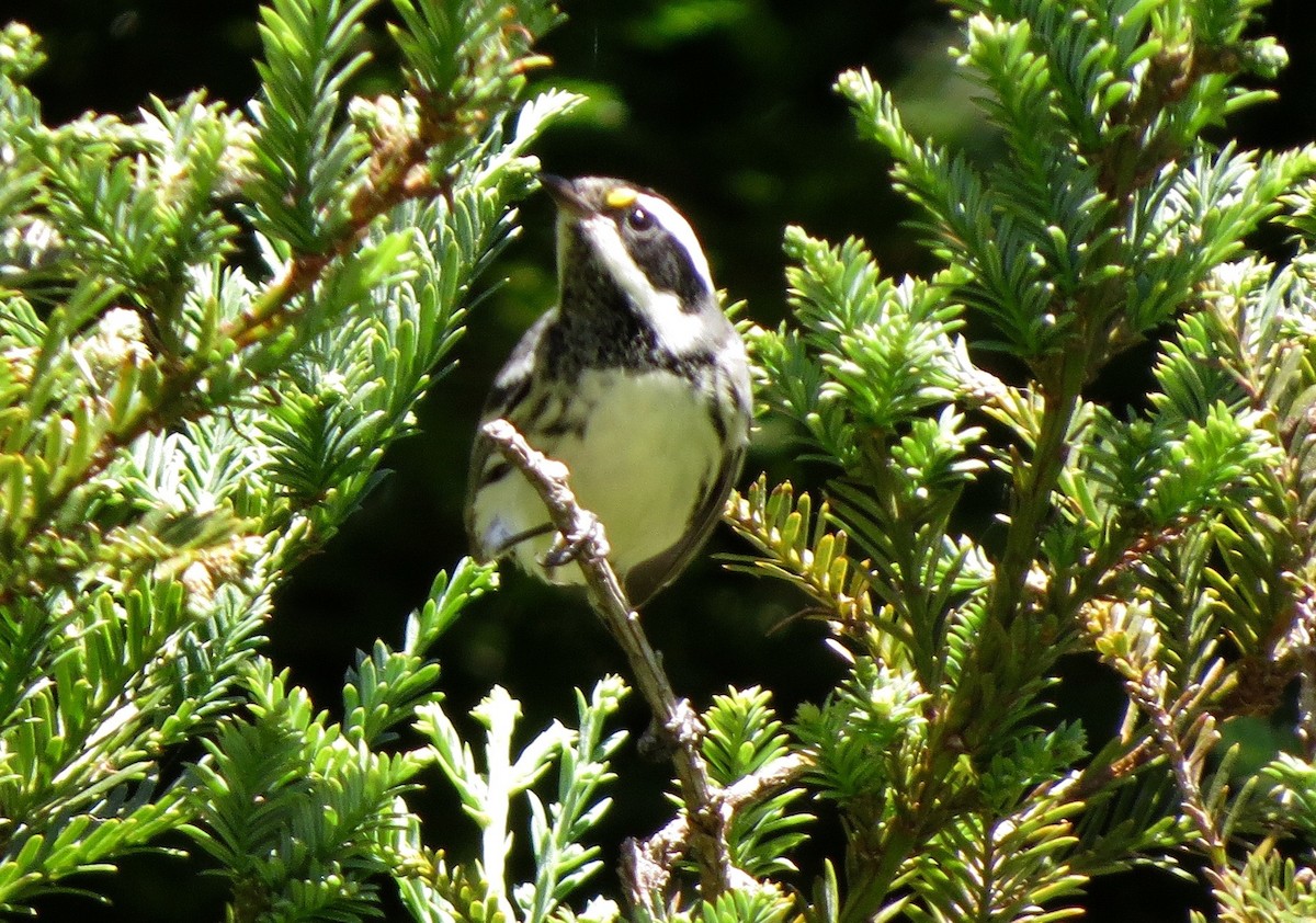 Black-throated Gray Warbler - ML115623411