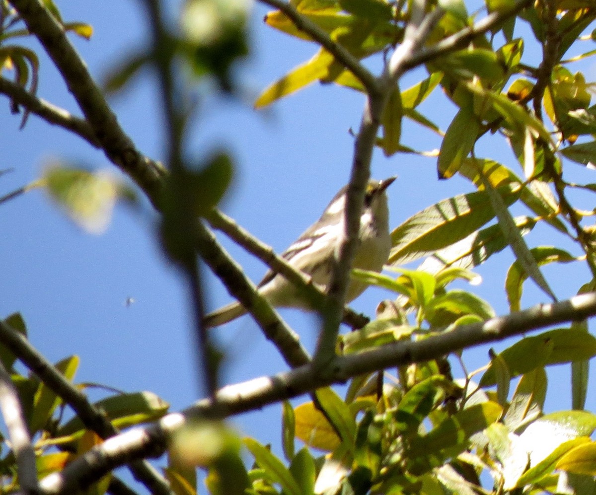 Black-throated Gray Warbler - ML115623421