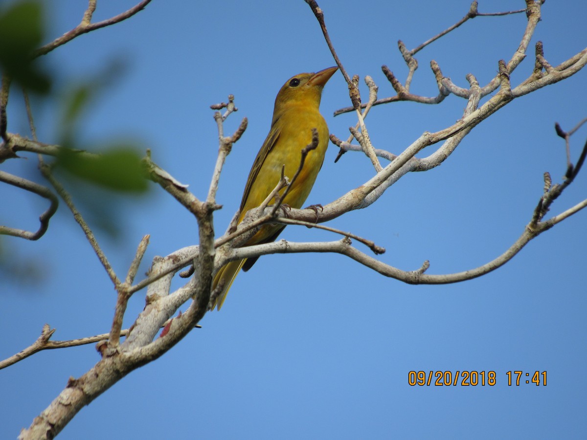 Summer Tanager - Vivian F. Moultrie