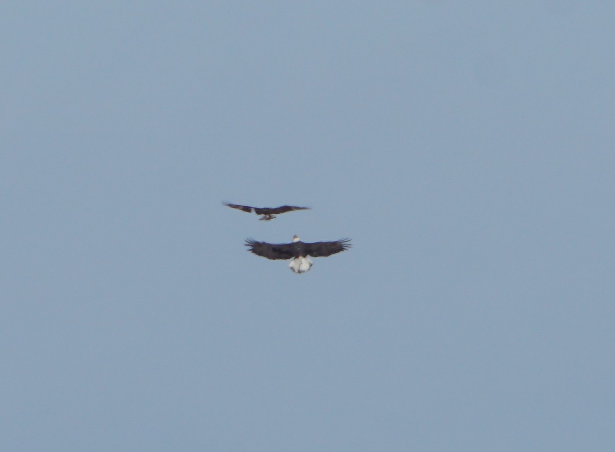 Bald Eagle - Melody Ragle