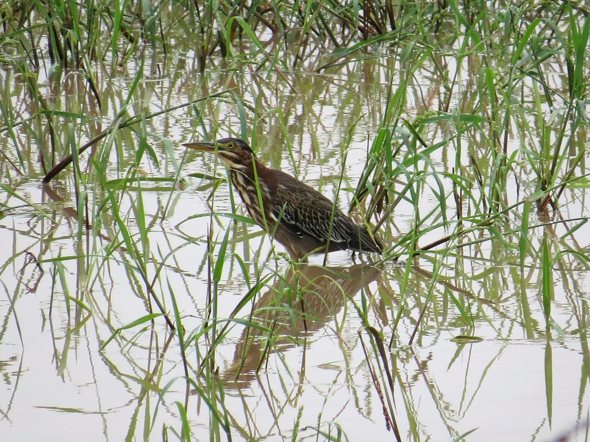 Green Heron - ML115629641