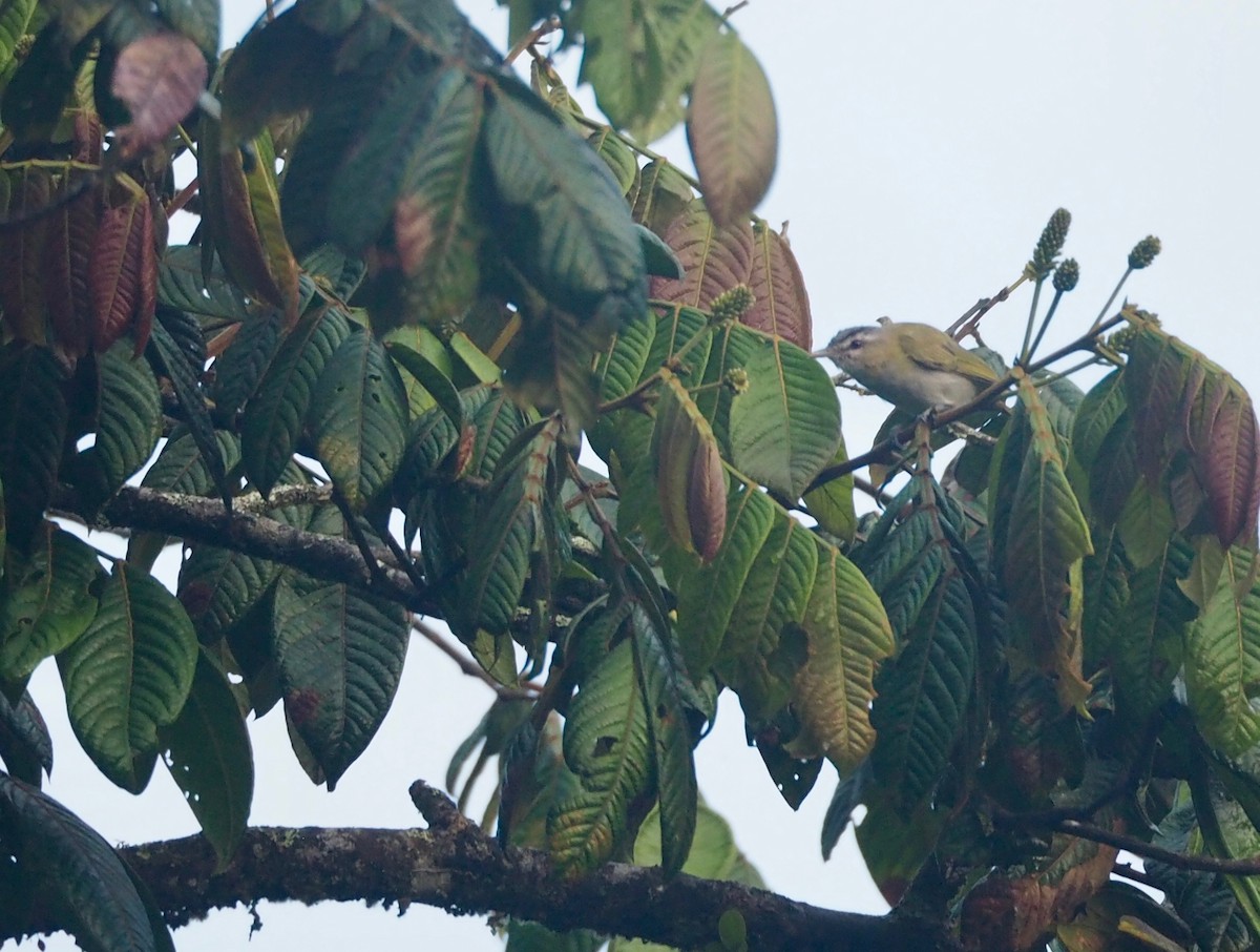 brunøyevireo - ML115630151