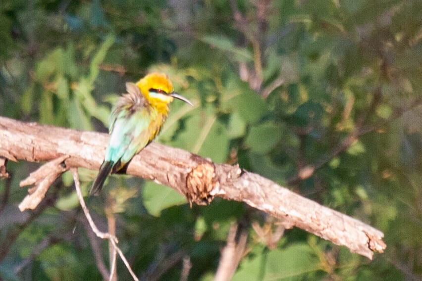 Rainbow Bee-eater - Sue Wright
