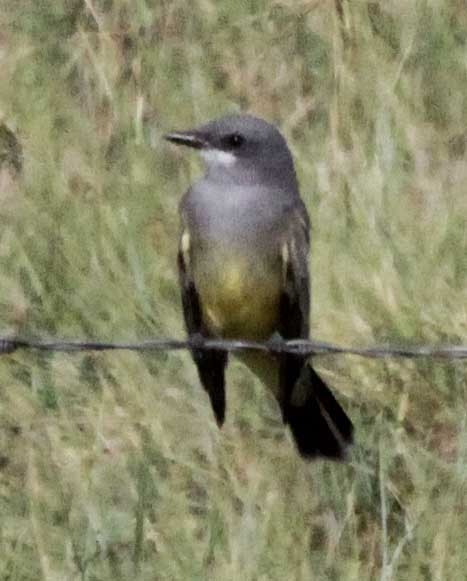 Cassin's Kingbird - David Leatherman