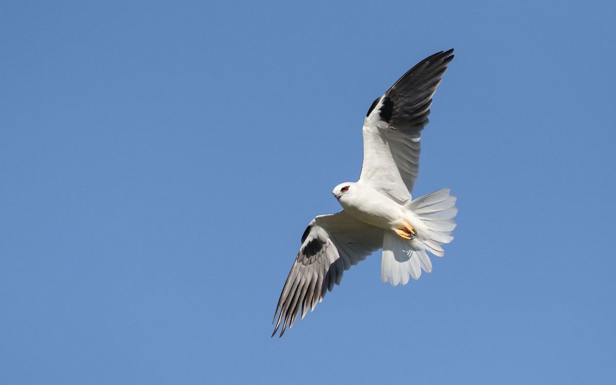 Black-shouldered Kite - ML115633061