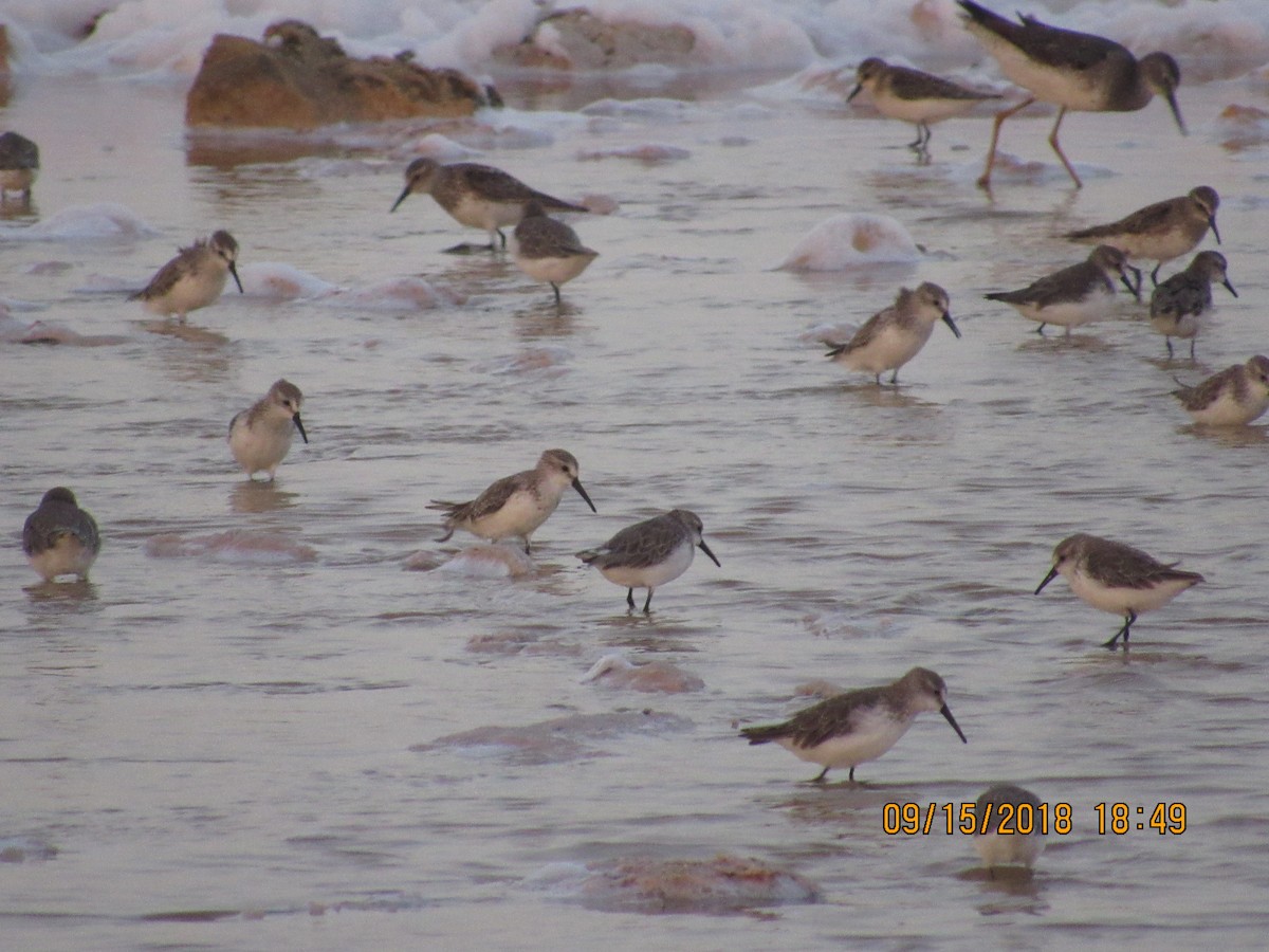 Western Sandpiper - ML115633541