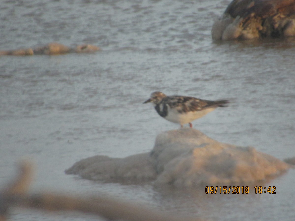 Ruddy Turnstone - ML115633991