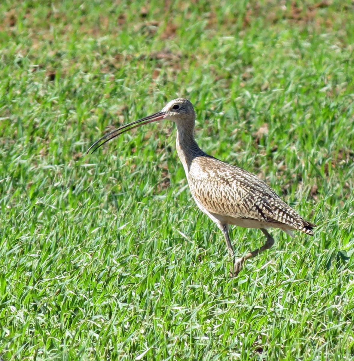 Long-billed Curlew - John Ault