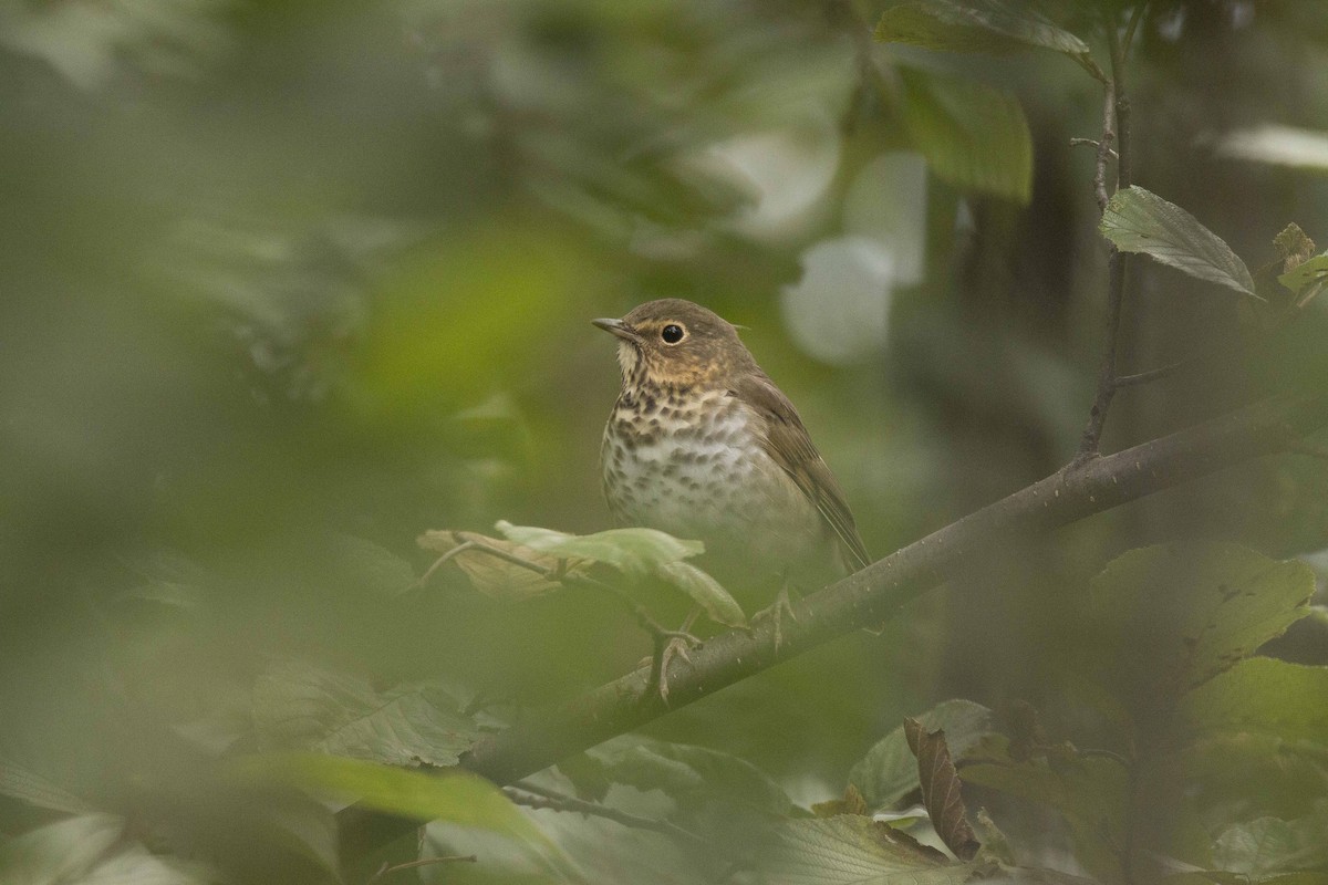 Swainson's Thrush - ML115637021