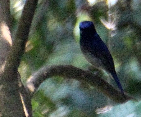 Small Niltava - ML115637251