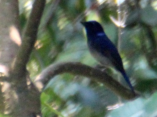 Small Niltava - ML115637261
