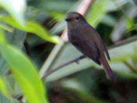 Small Niltava - ML115637271