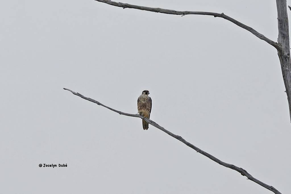 Peregrine Falcon - ML115637311