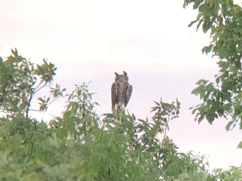 Great Horned Owl - ML115637321