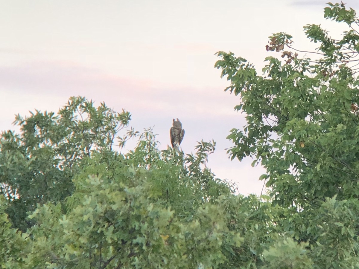 Great Horned Owl - ML115637341