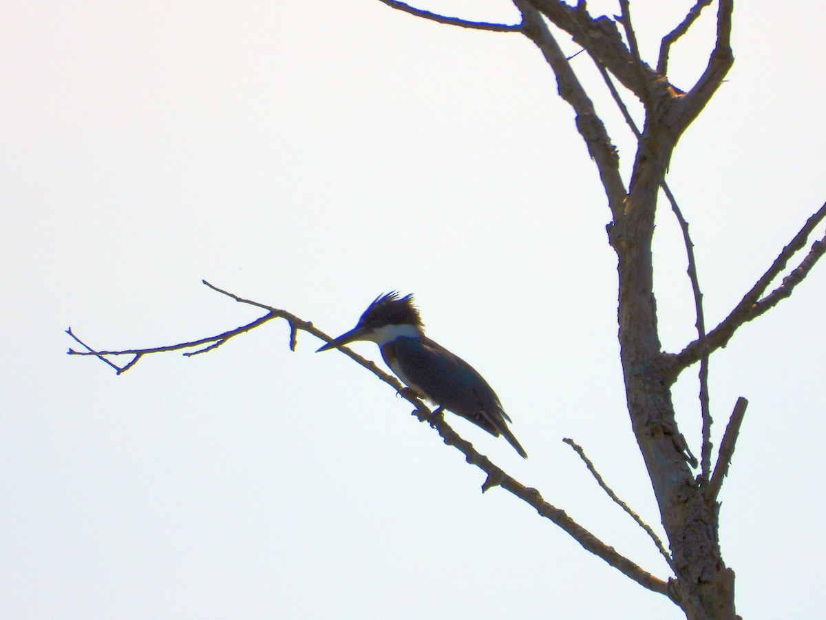 Belted Kingfisher - ML115640561