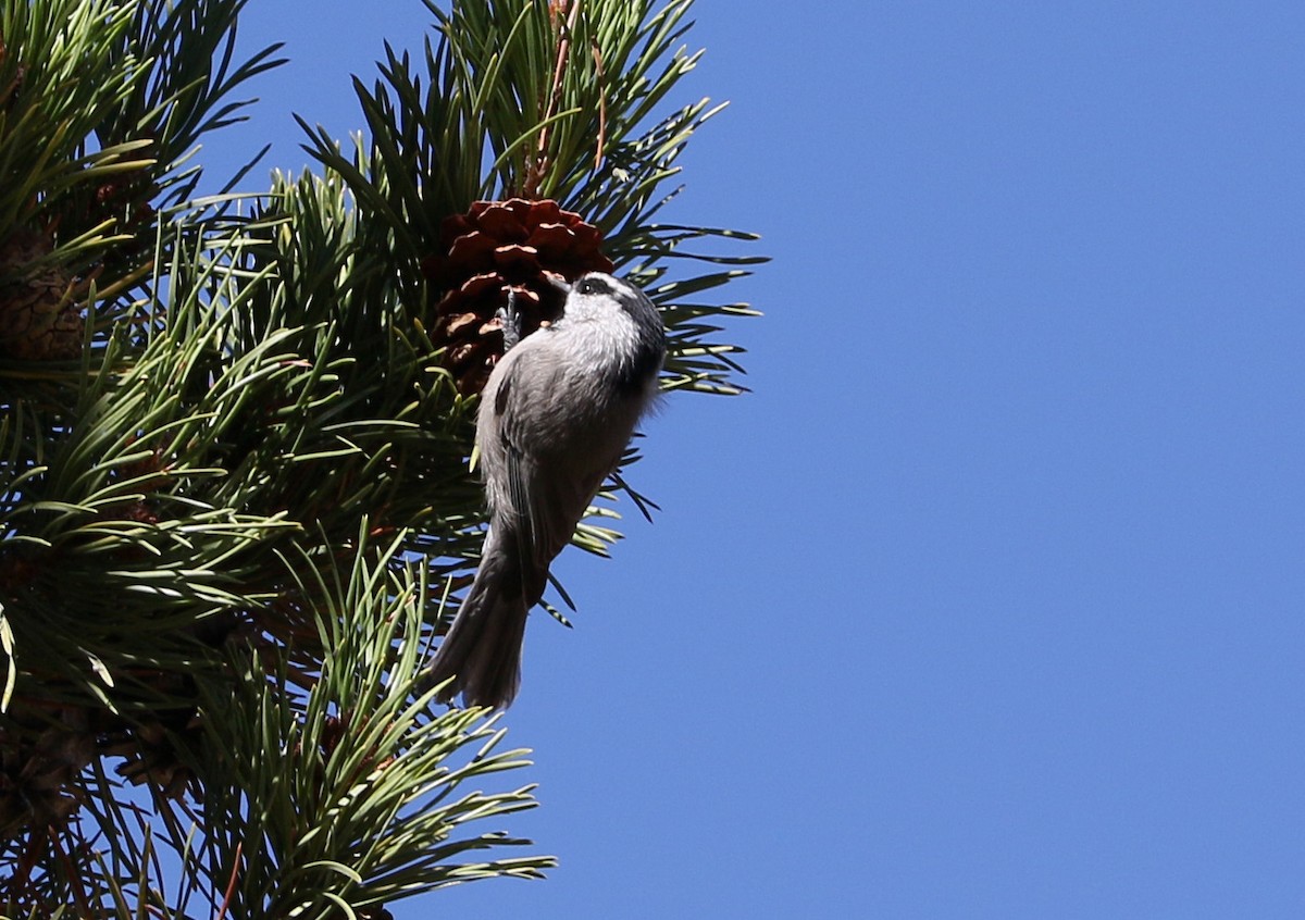 Mountain Chickadee - ML115642991