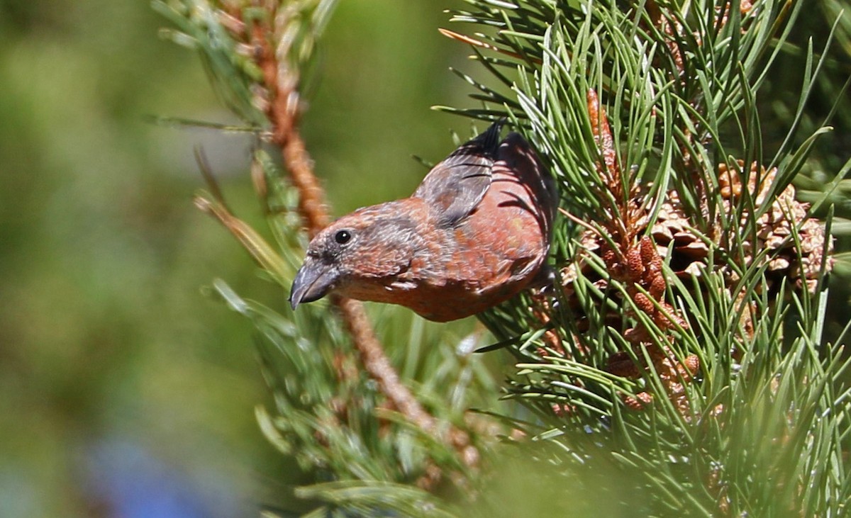 Cassia Crossbill - ML115643101