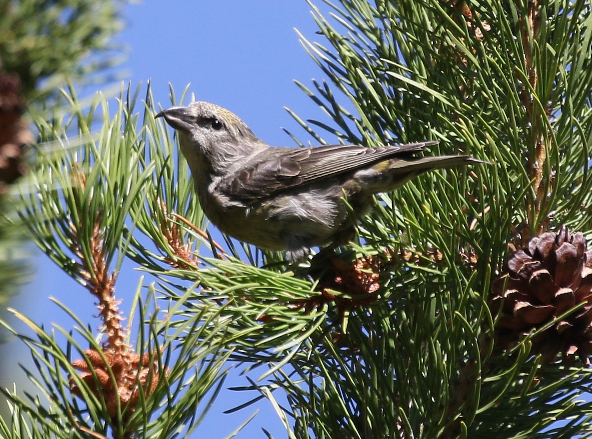 Cassia Crossbill - ML115643131
