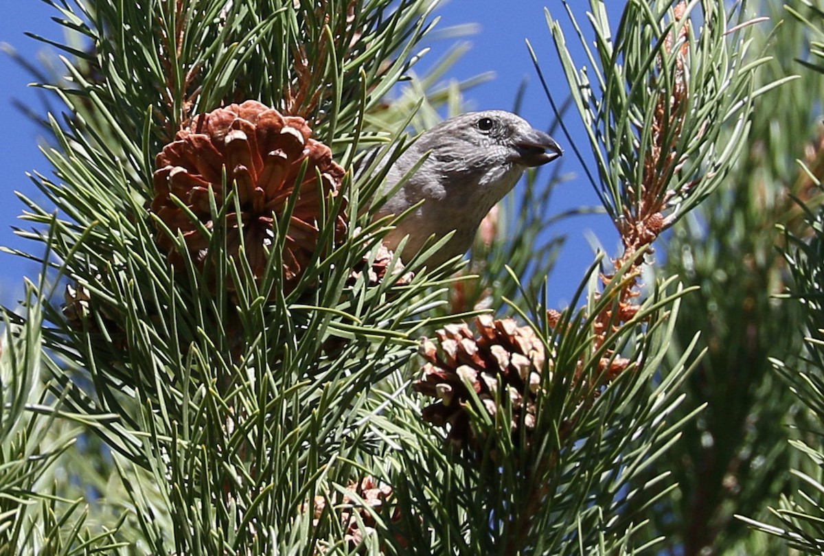 Cassia Crossbill - ML115643141