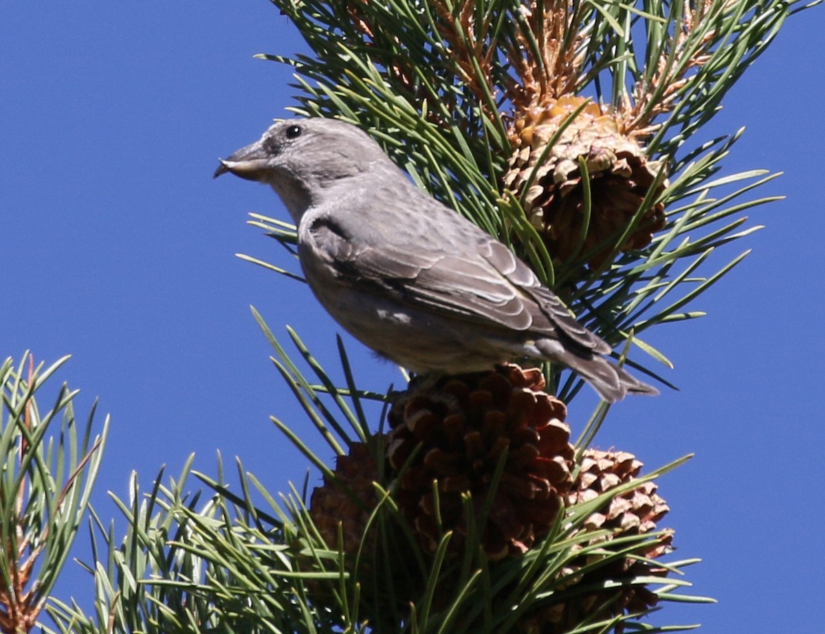 Cassia Crossbill - ML115643151