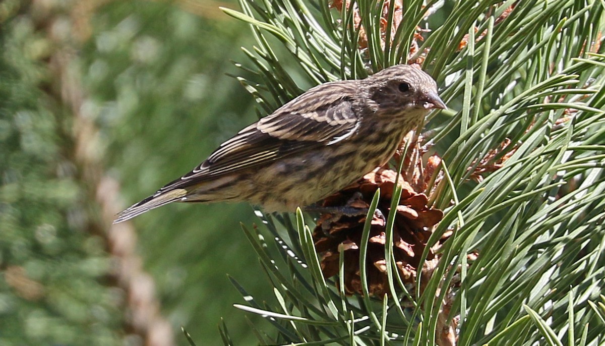Pine Siskin - ML115643191
