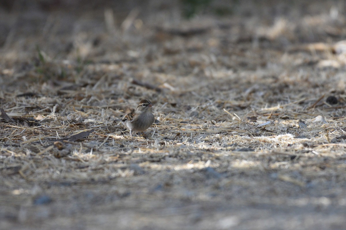 Chipping Sparrow - ML115644121