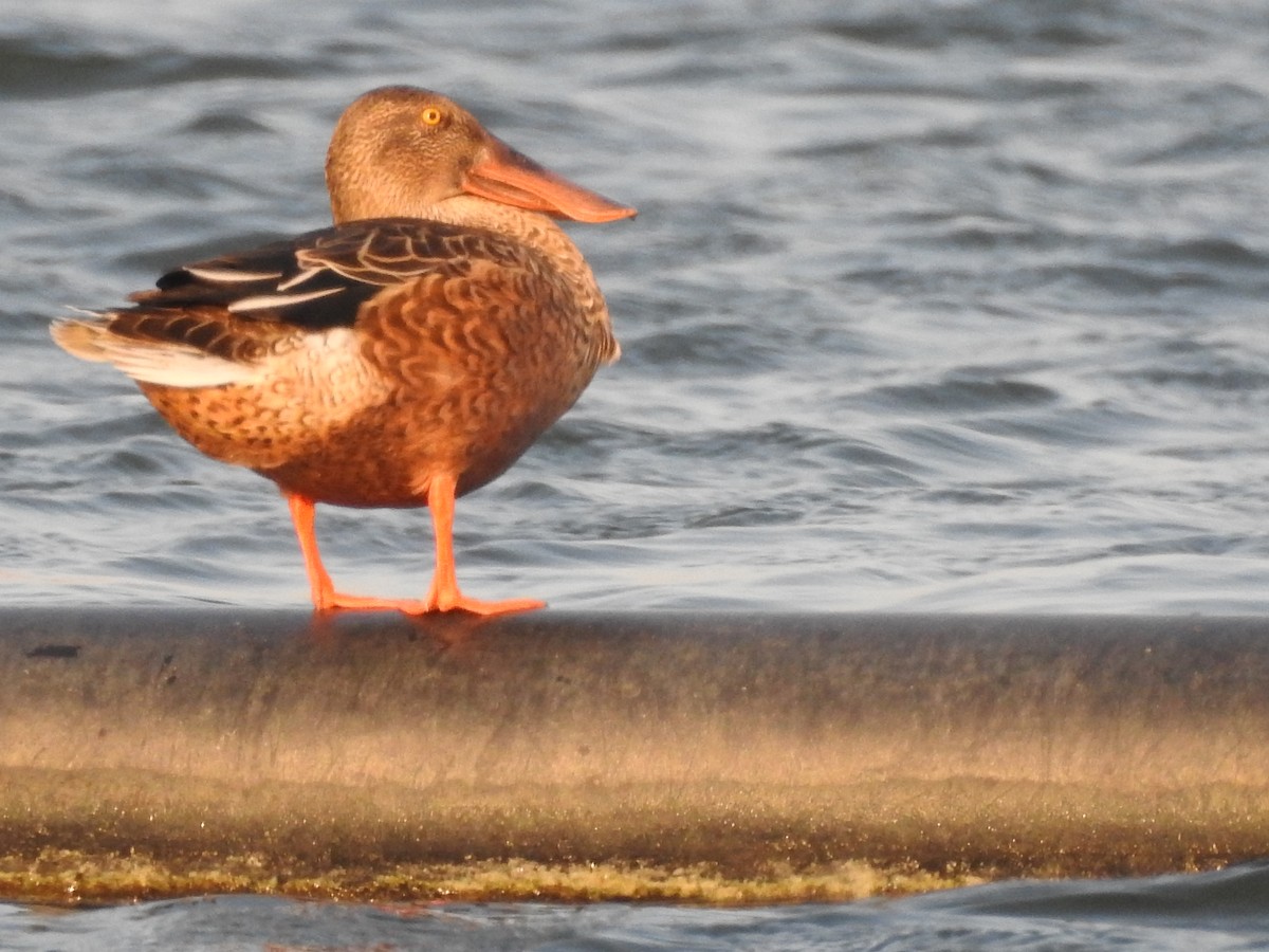 Northern Shoveler - ML115644901