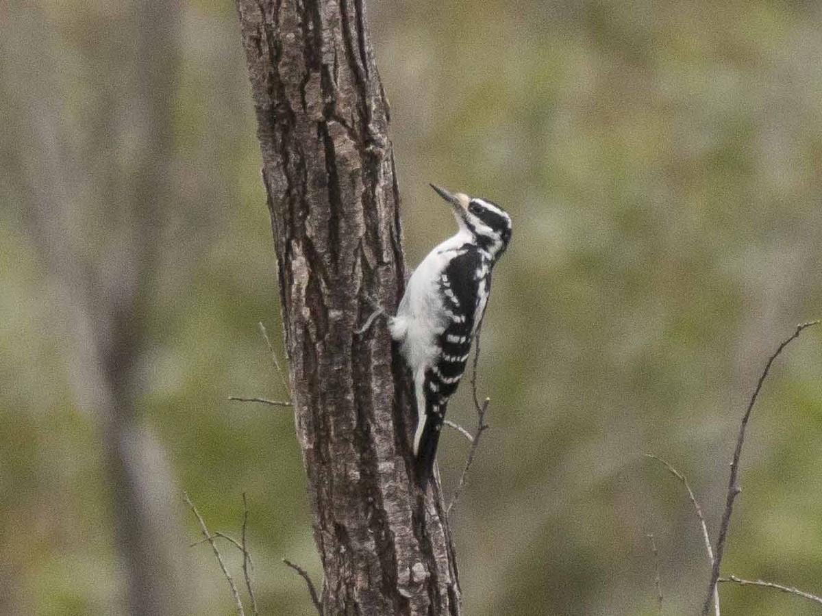 Hairy Woodpecker - ML115645101