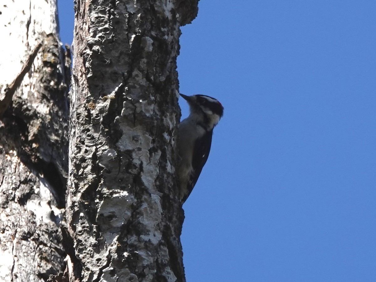 Downy Woodpecker - Norman Uyeda