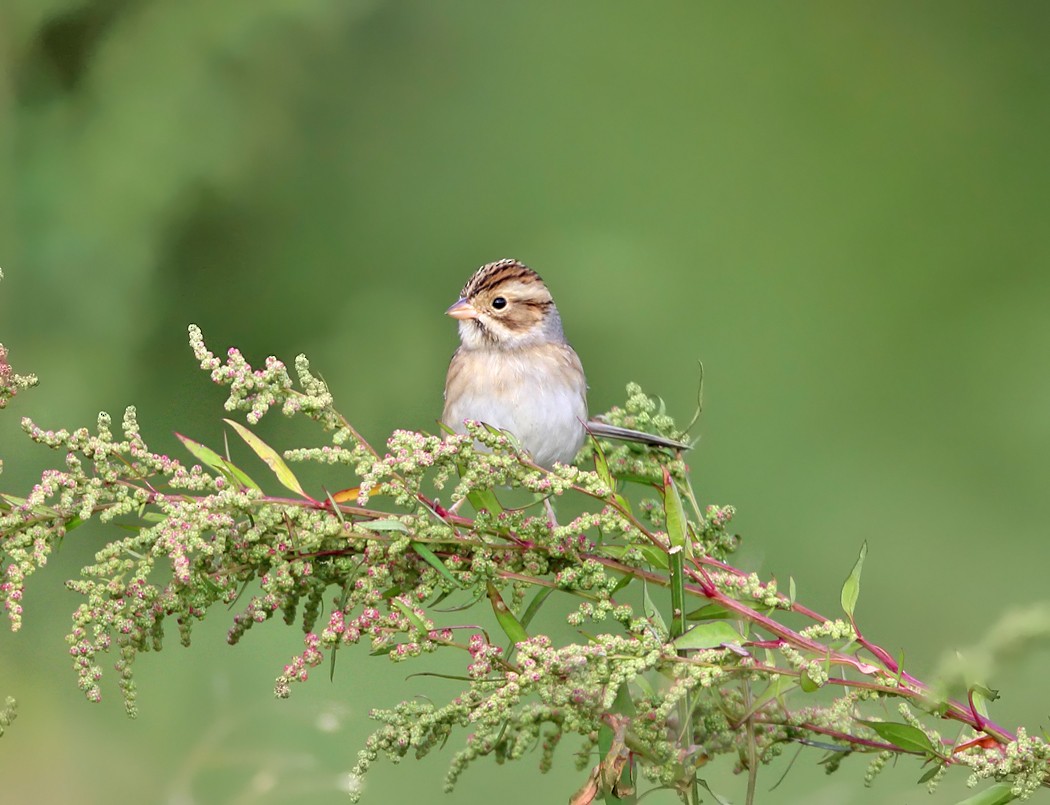 Clay-colored Sparrow - ML115647281