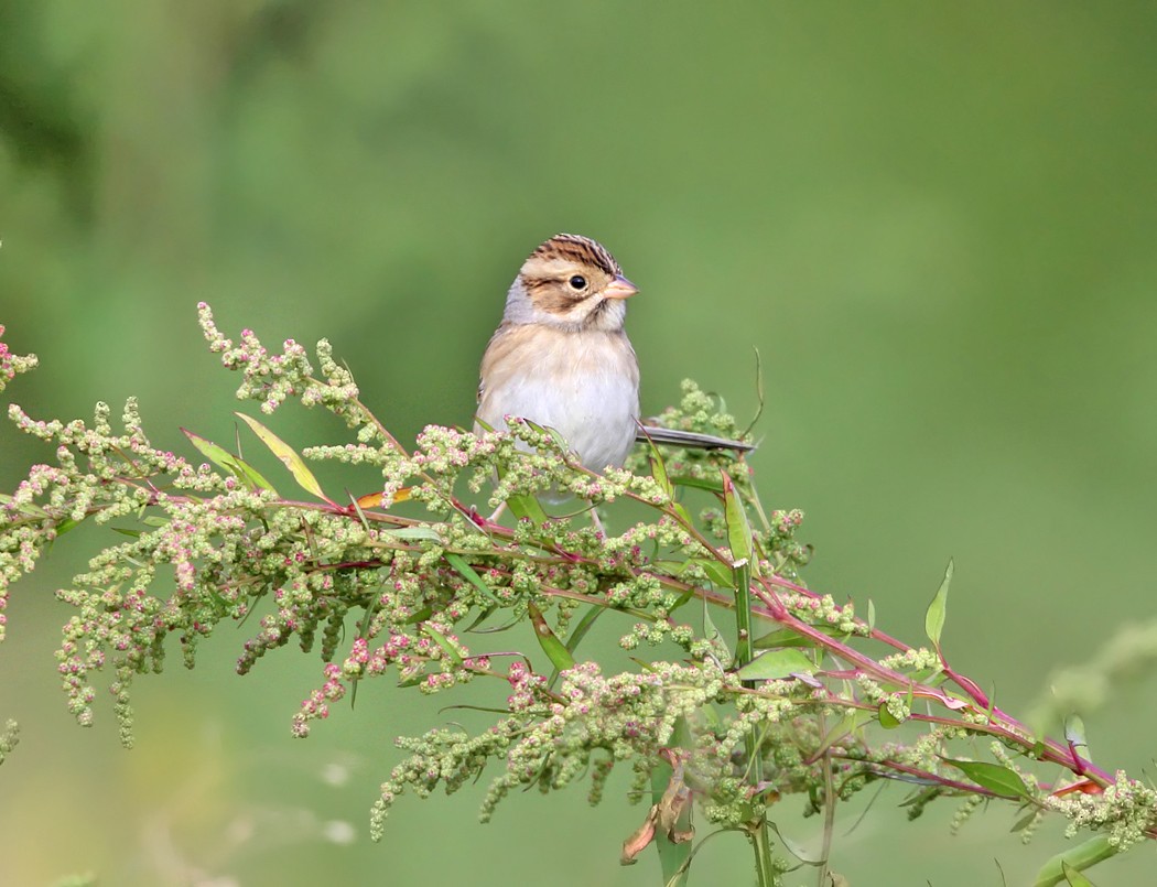 Clay-colored Sparrow - ML115647291