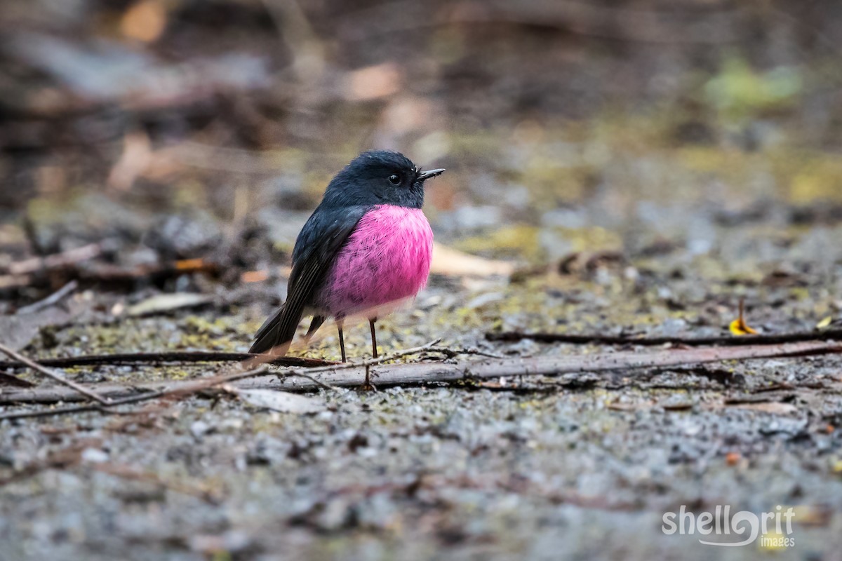 Pink Robin - Luke Shelley