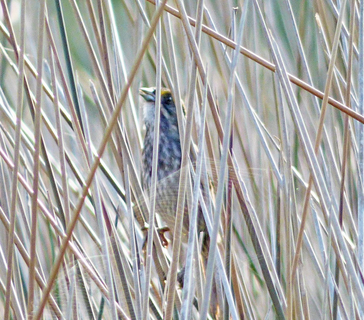 Seaside Sparrow - ML115647651