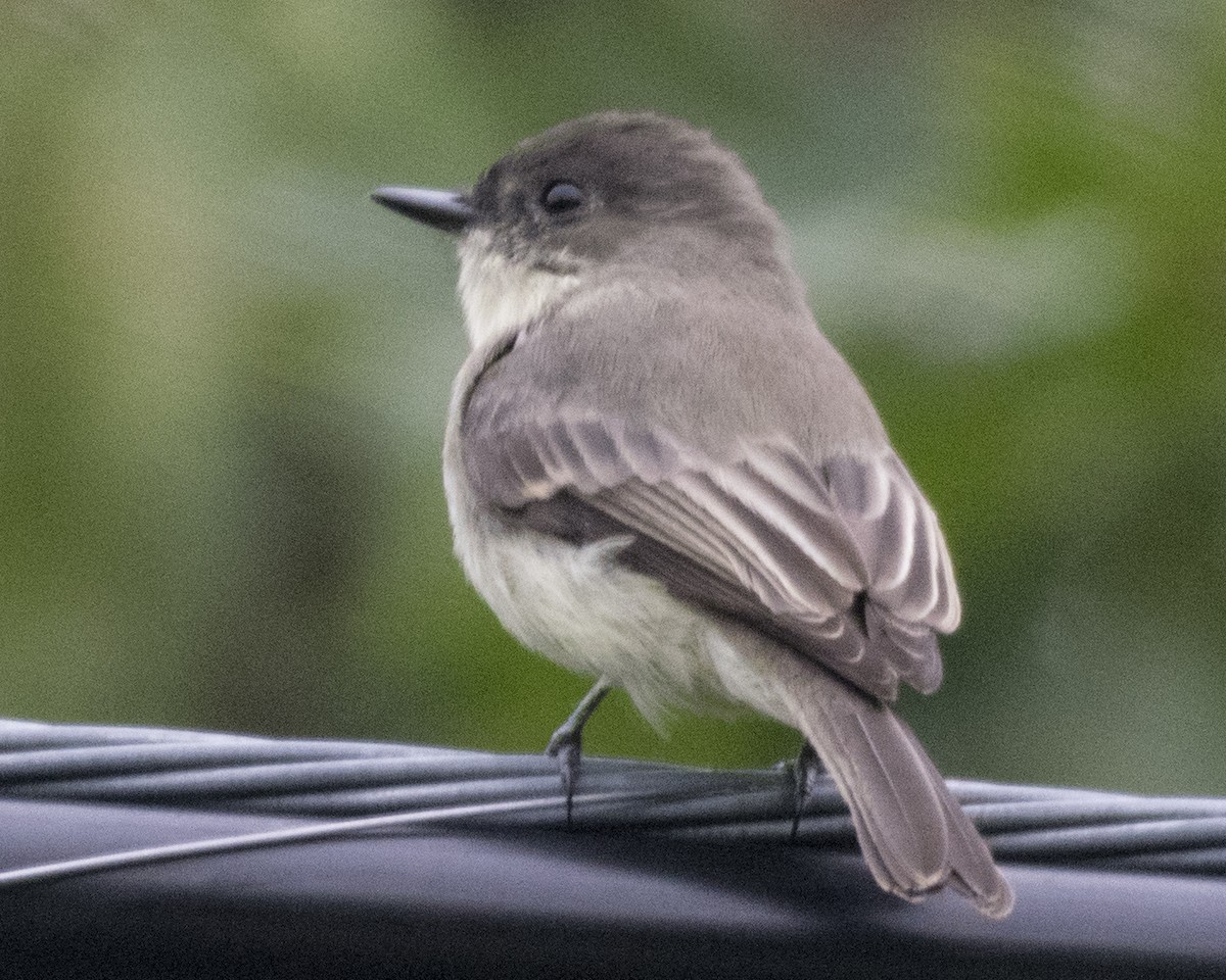 Eastern Phoebe - ML115649461