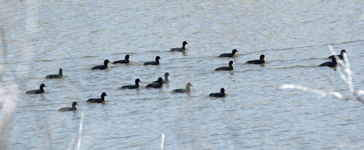 American Coot - Dale Pate