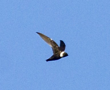 White-collared Swift - Brad Singer