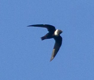 White-collared Swift - Brad Singer