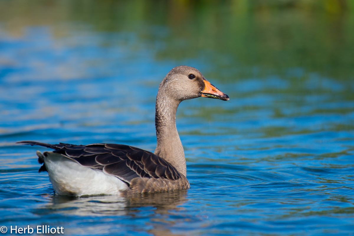 Greater White-fronted Goose - Herb Elliott