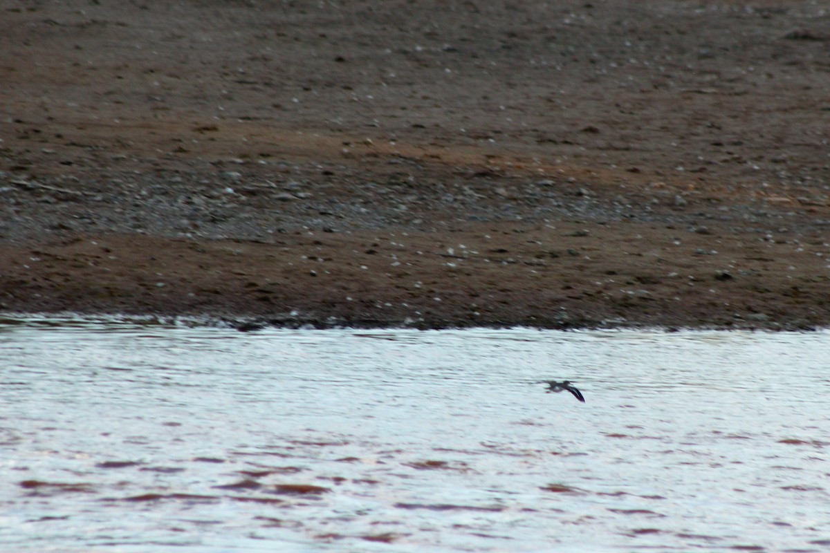 Spotted Sandpiper - ML115652331