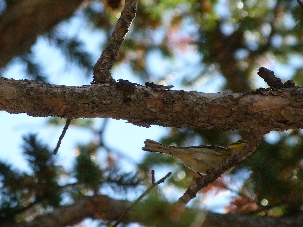 Townsend's Warbler - ML115653311