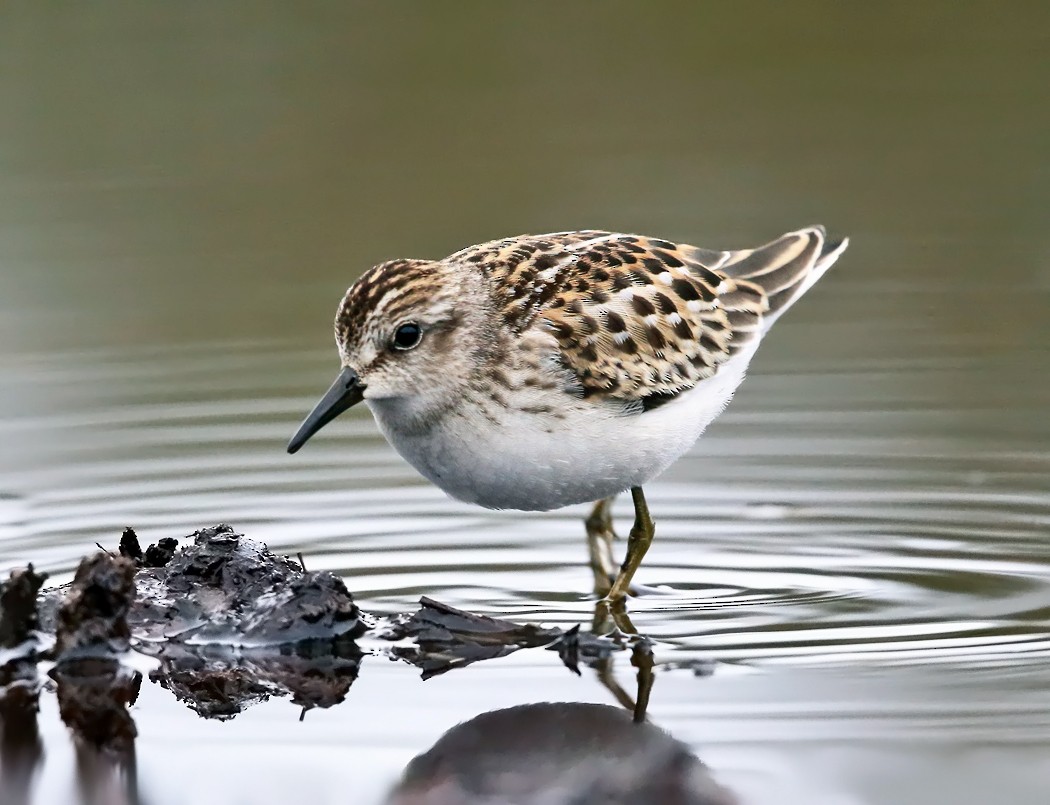 Least Sandpiper - ML115653751