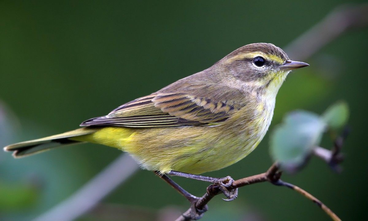 Palm Warbler - ML115654051