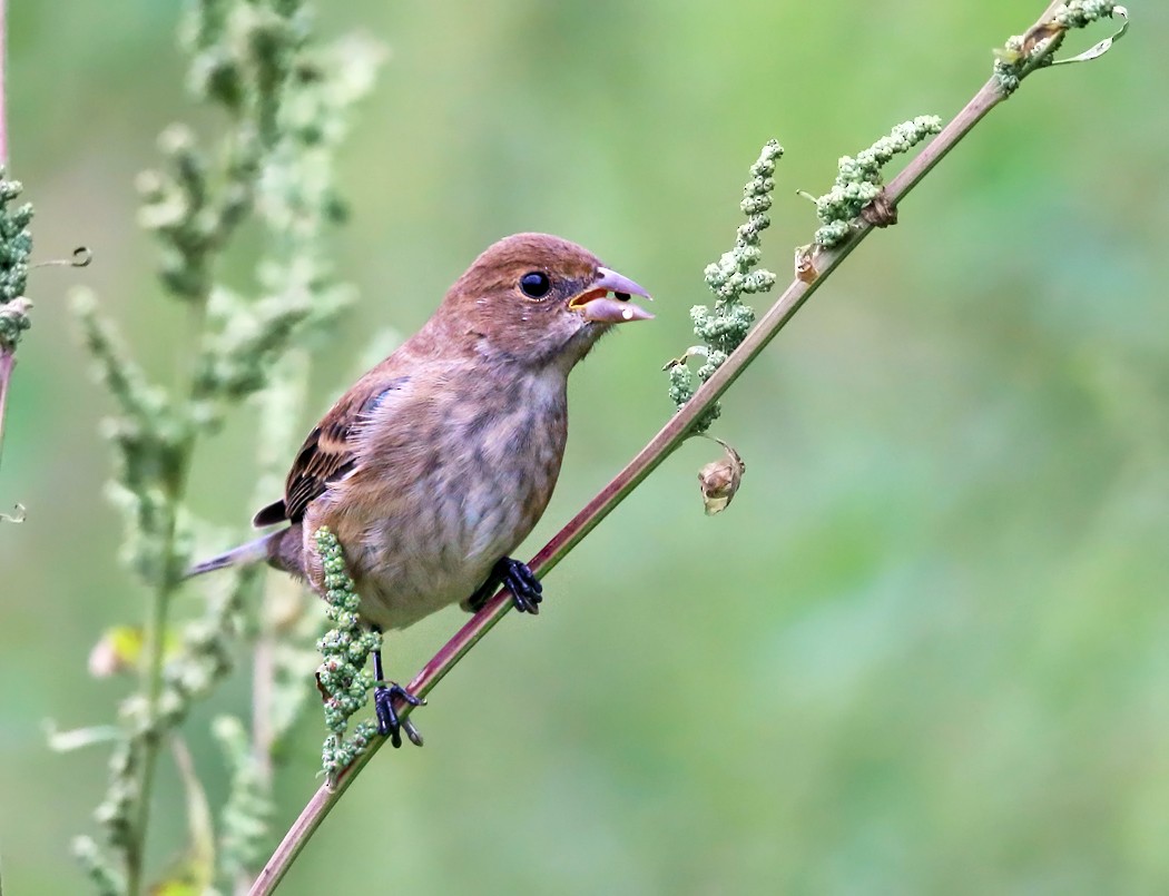 Indigo Bunting - ML115654111